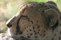 Cjp_2011_08_02_170854 (1).jpg